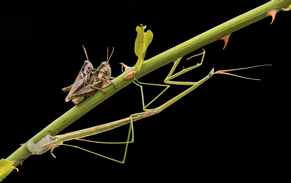 Photograph by Mario Fiorucci