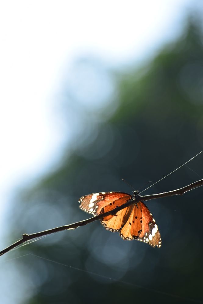 Photograph by shashiranjan prakash