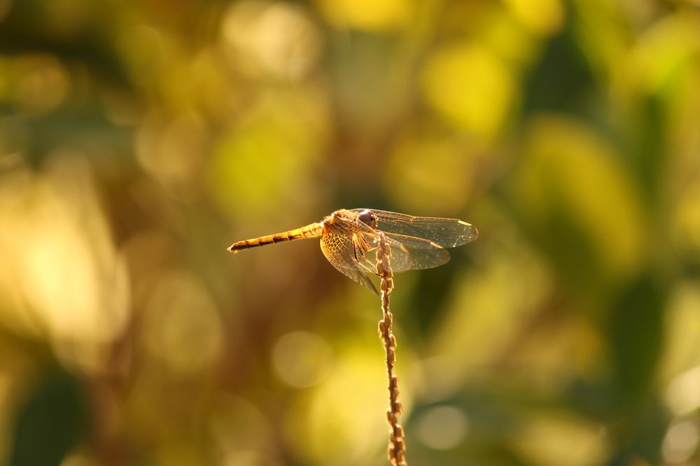 Photograph by shashiranjan prakash