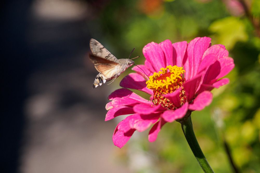 Photograph by Светлана Шибаршина