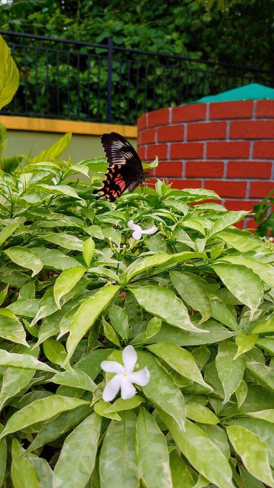 Grace in Flight