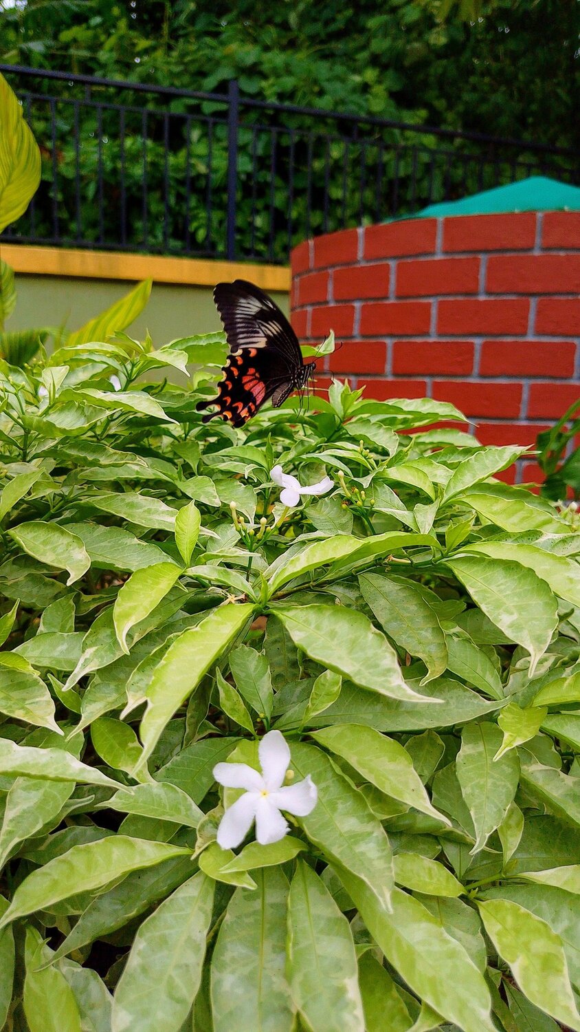 Grace in Flight