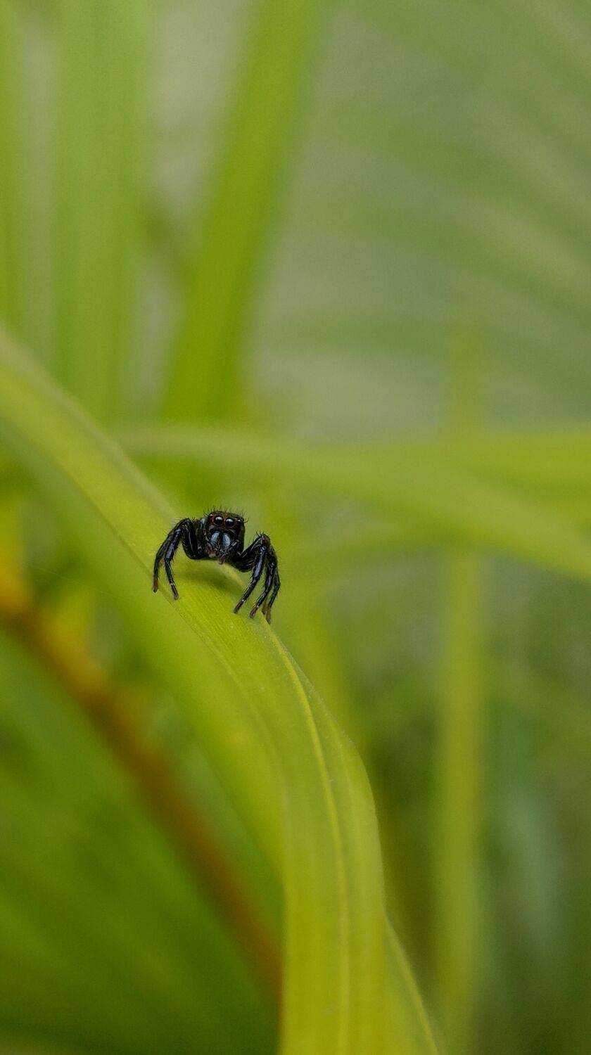 Curious gaze