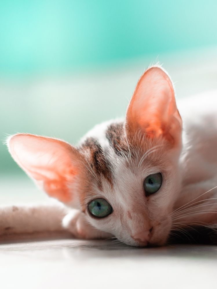 Photograph by SUHAS MANDAL