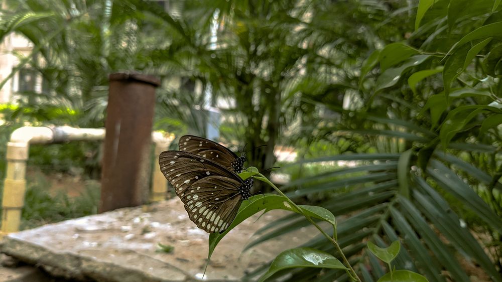 Butterfly