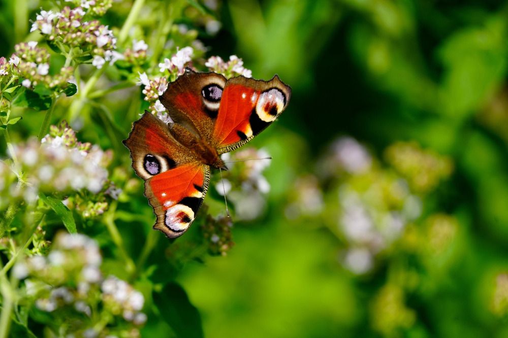 Photograph by Ольга Шугалевская