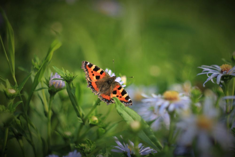 Фотография автора Светлана Терехова
