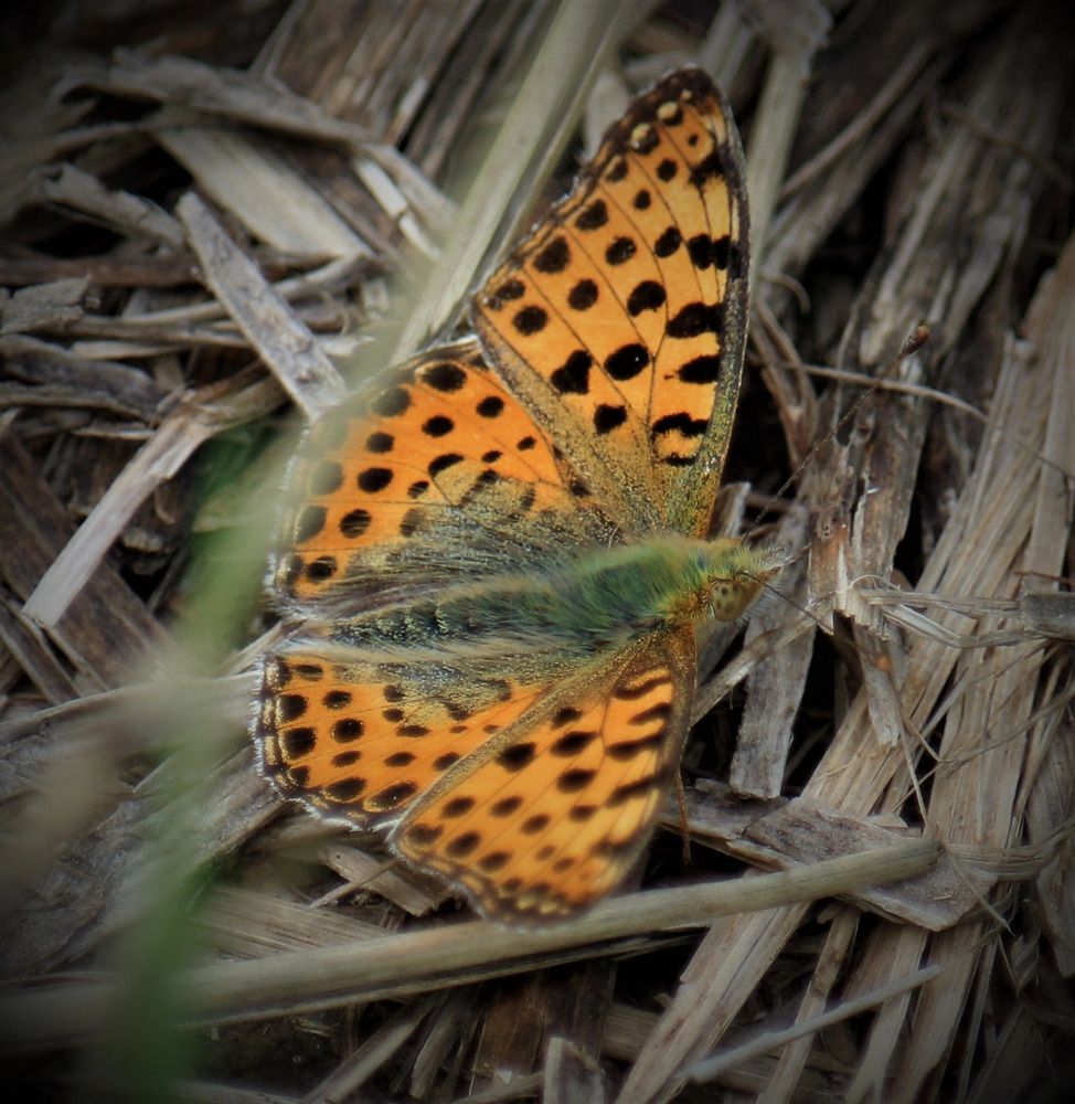 Фотография автора Светлана Терехова