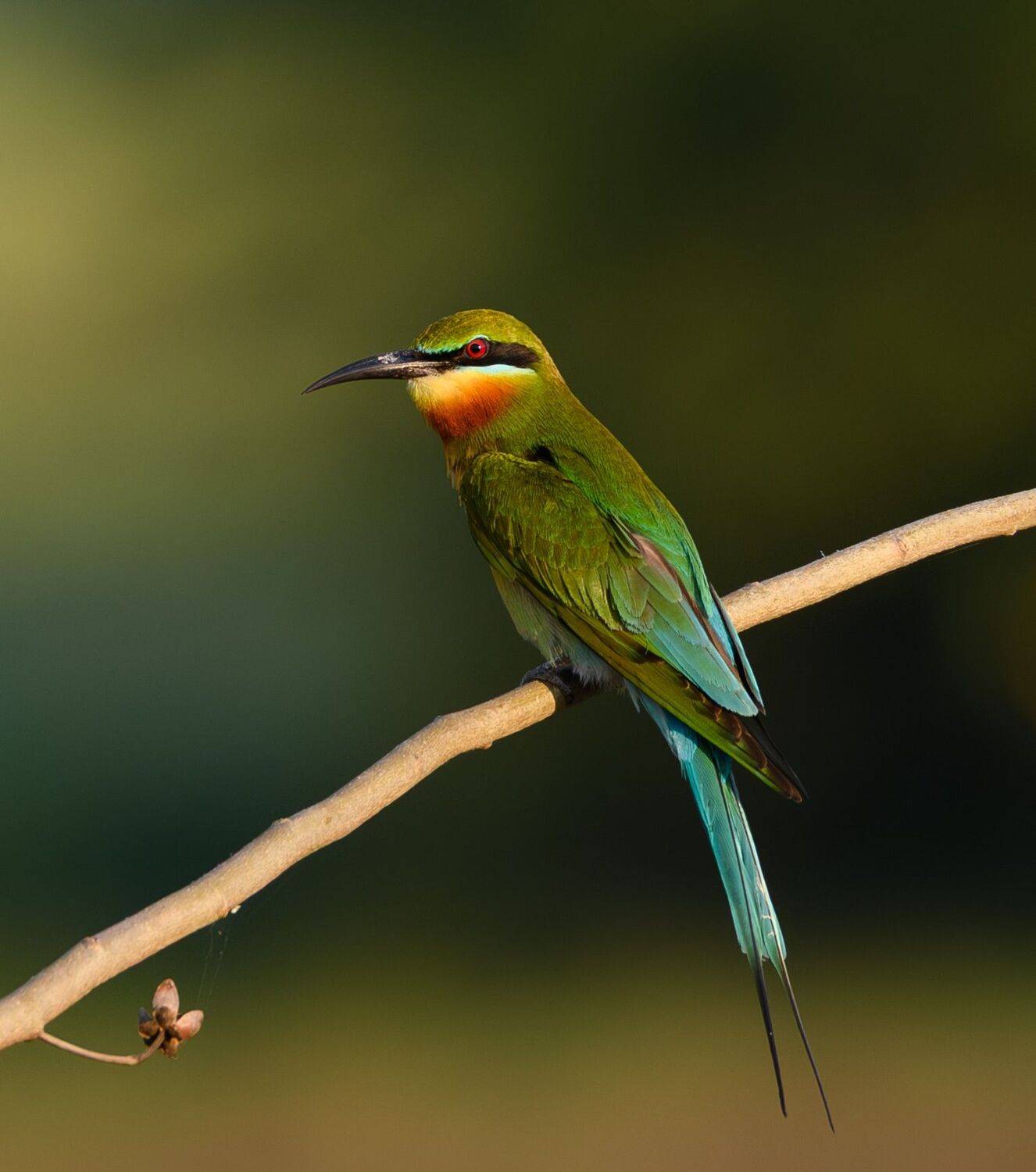 Blue tailed bee eater