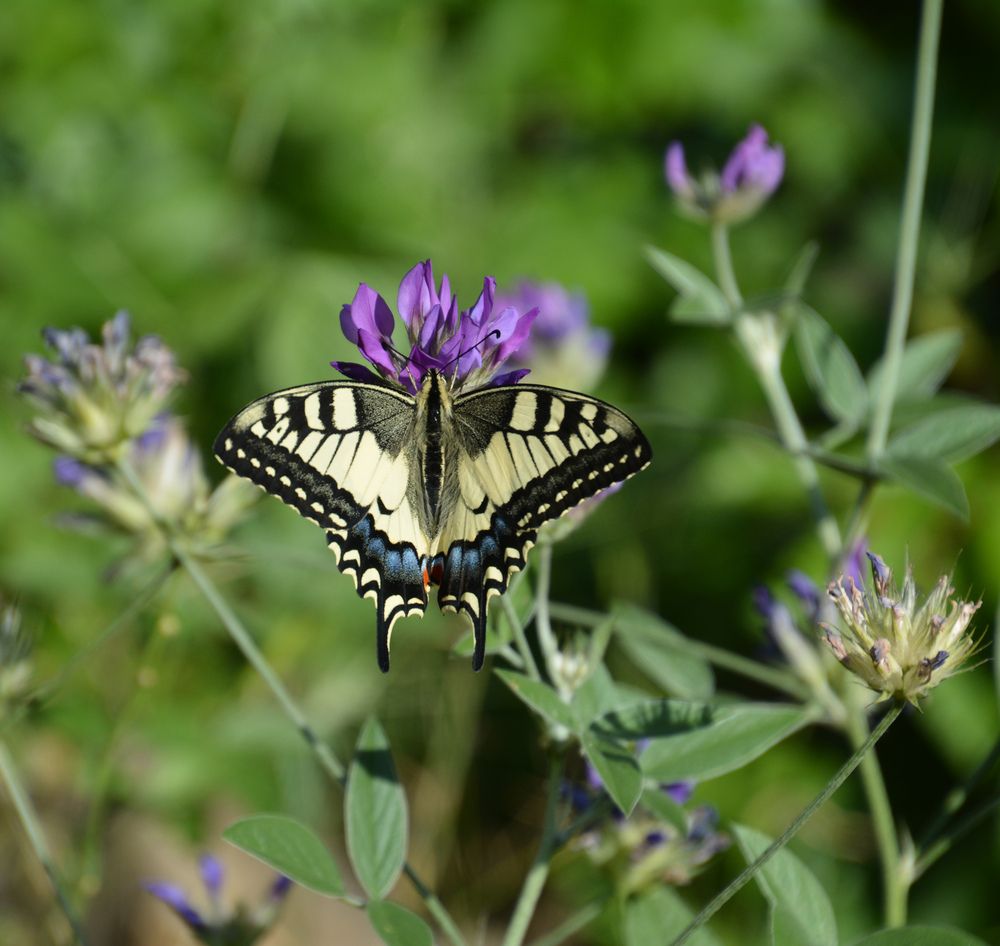 Photograph by Екатерина Крючкова
