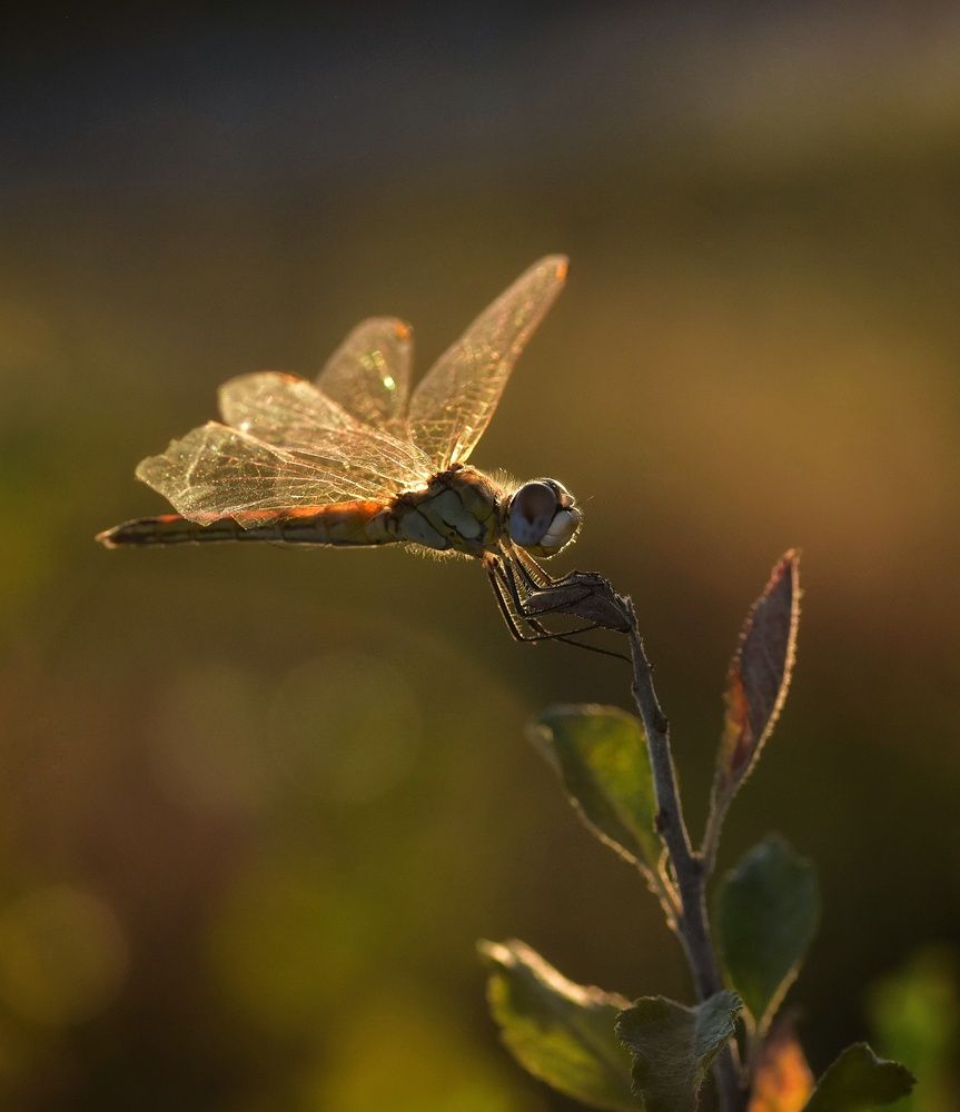 Фотография автора лилия беланова