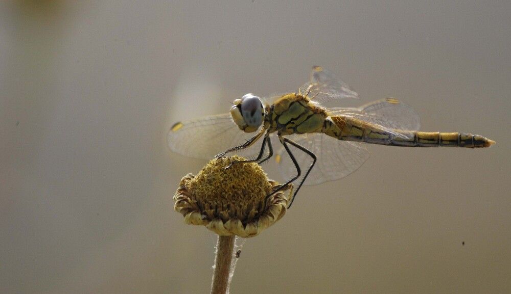 Photograph by JOSE LIMA RODRIGUES