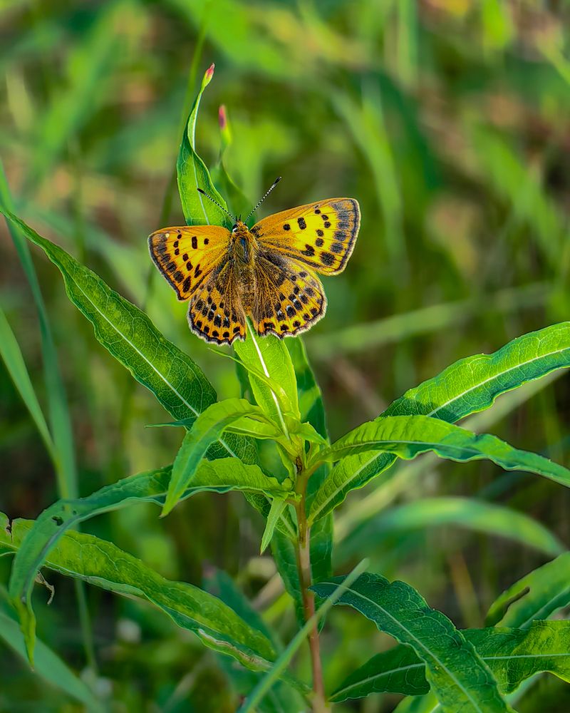 Photograph by Наталья Балабанова