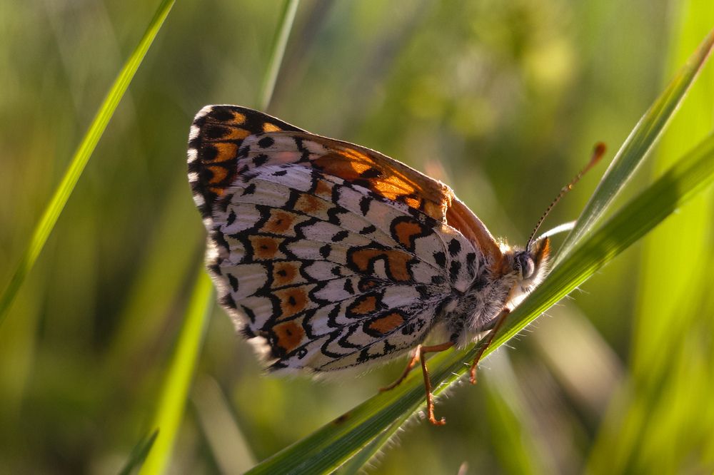 Photograph by Алла Никушкина