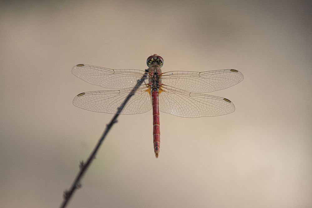 Dragonfly from Above