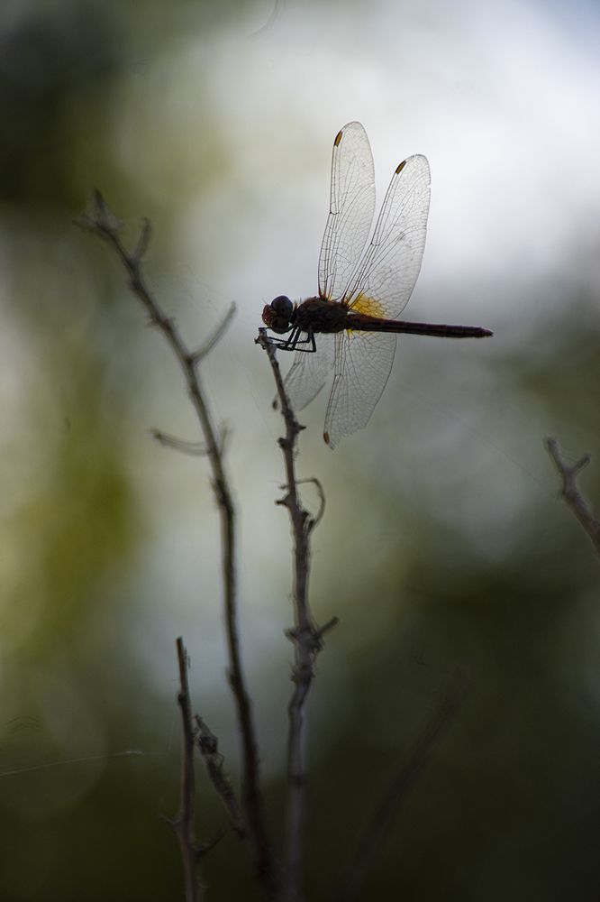 Dawn of Dragonfly