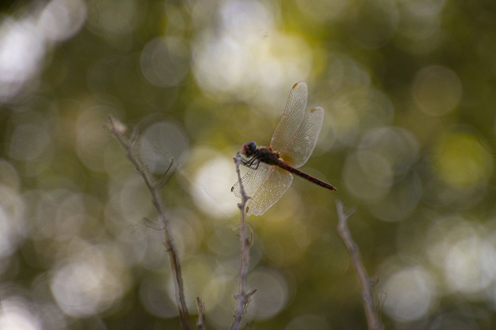 Boukeh of Dragonfly