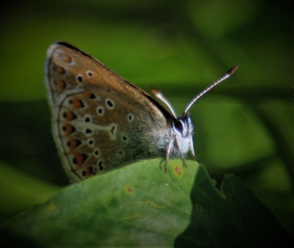 Фотография автора Светлана Терехова
