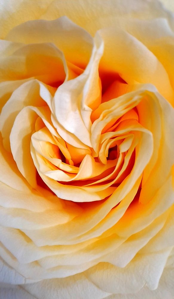 Королевская кобра