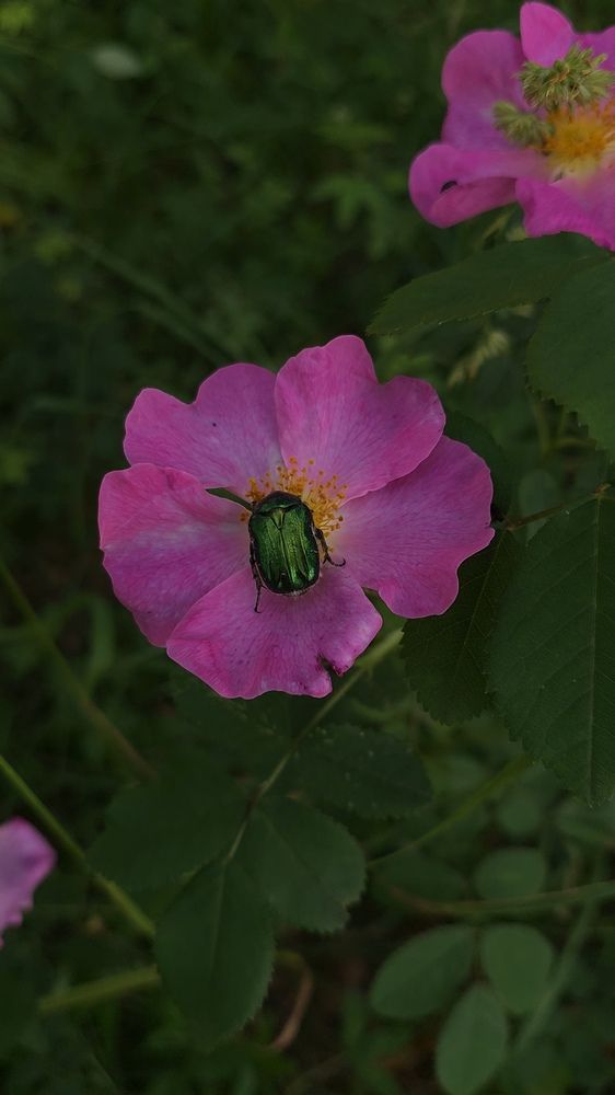 Photograph by Олена Лещенко