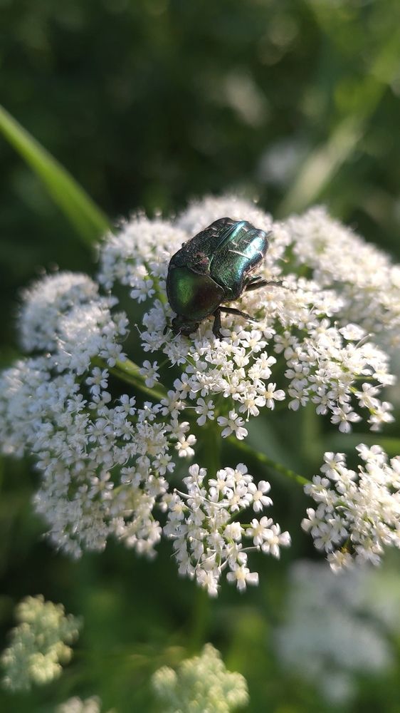 Photograph by Олена Лещенко