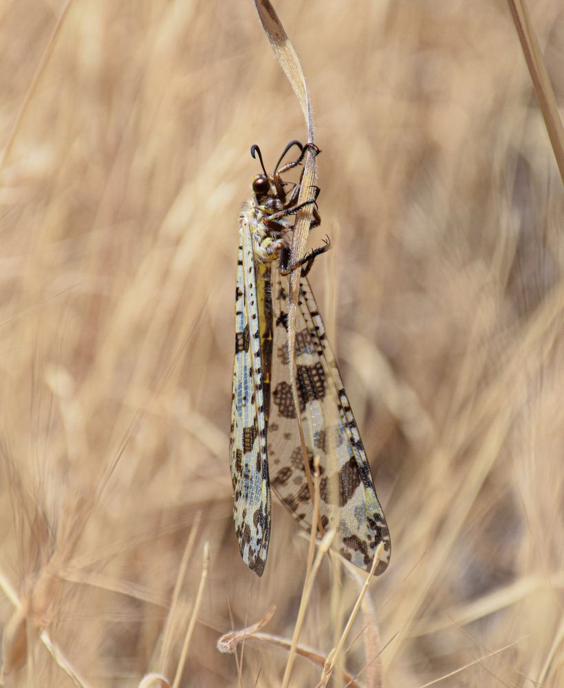 Photograph by Ehsan Fathi