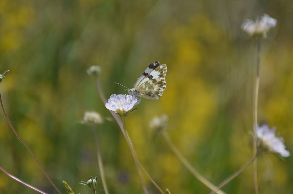 Photograph by Ehsan Fathi