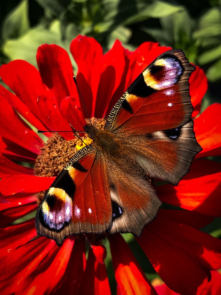 Photograph by Елена Сиушова