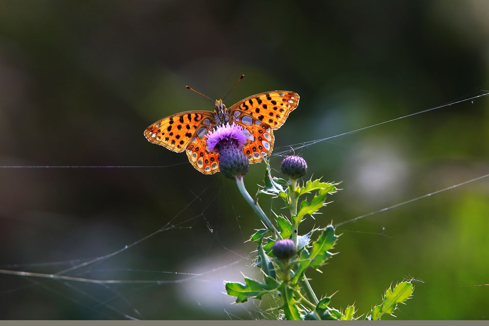 Photograph by Николай Протасеня