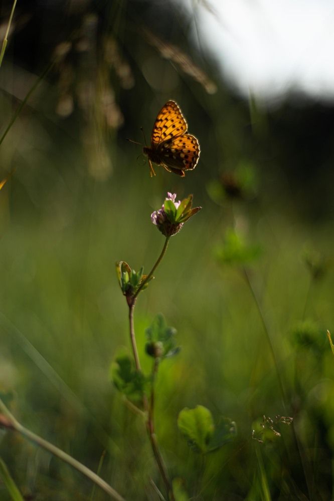 Photograph by Анастасия Кобелева