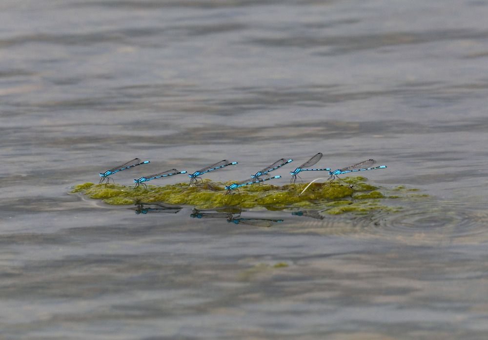 Синхронистки