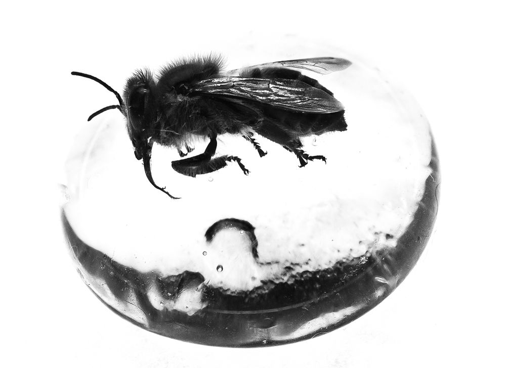 Photograph by Rafael Ribeiro Monteiro