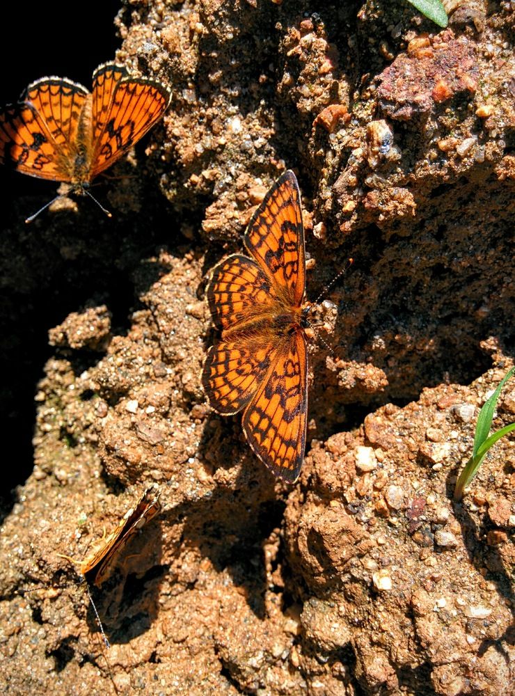 Photograph by Александр Коваль