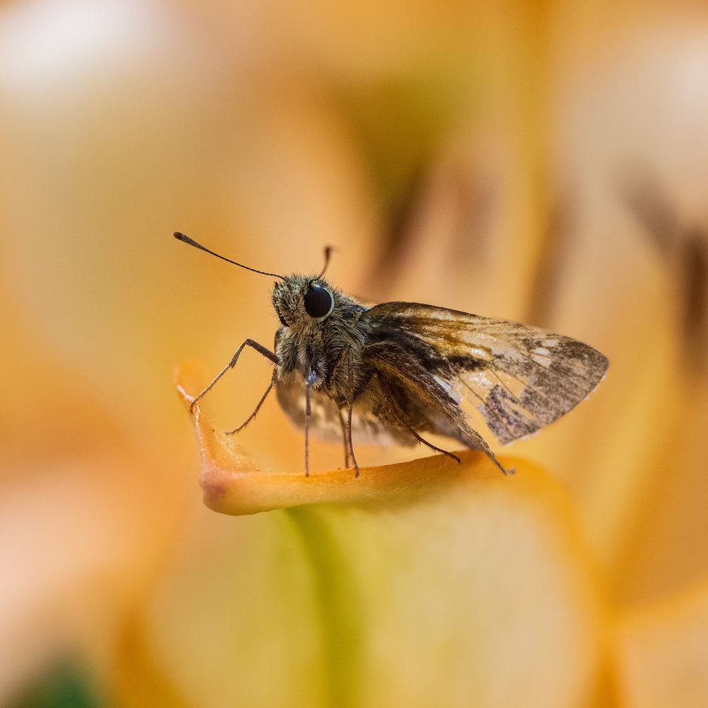 Фотография автора Анна Олещук