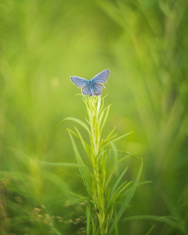 Фотография автора Анна Олещук
