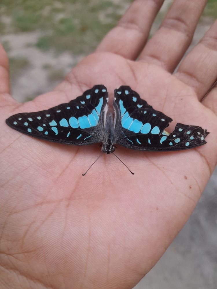 Photograph by BHUPENDRA LODHI