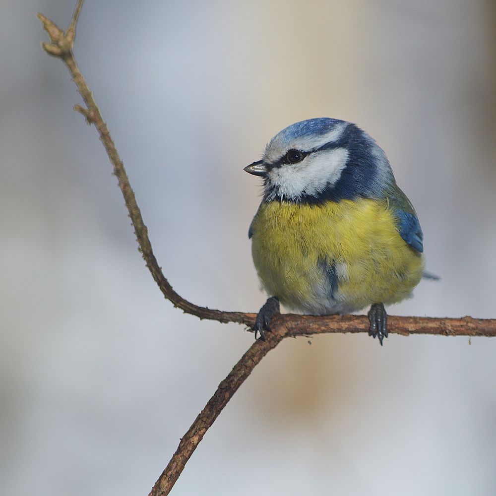Photograph by Сергей Суворов