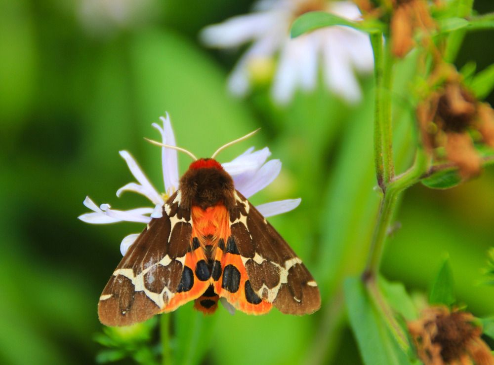 Фотография автора Светлана Терехова