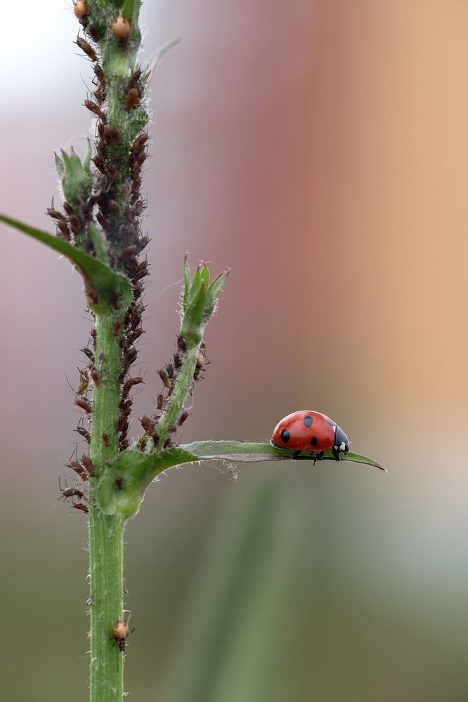 Photograph by Вера Жданова