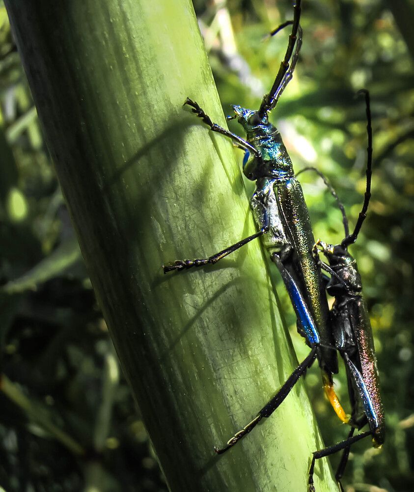 ЖИЗНЬ ПРОДОЛЖАЕТСЯ