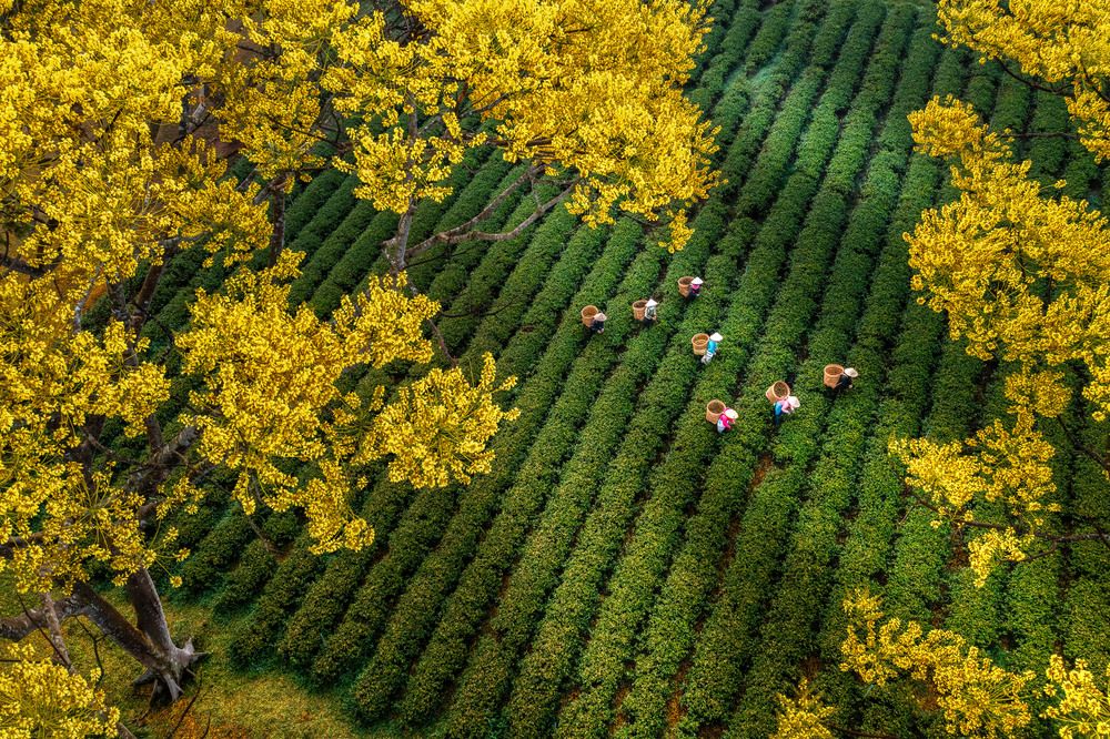 Photograph by Trần Anh