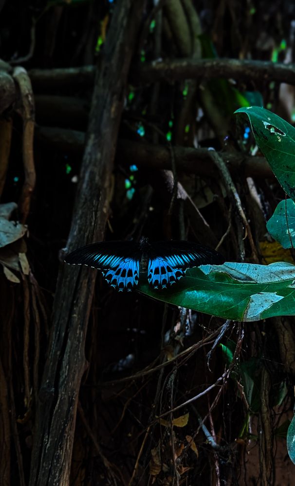 Photograph by SARAVANA MANICKAM