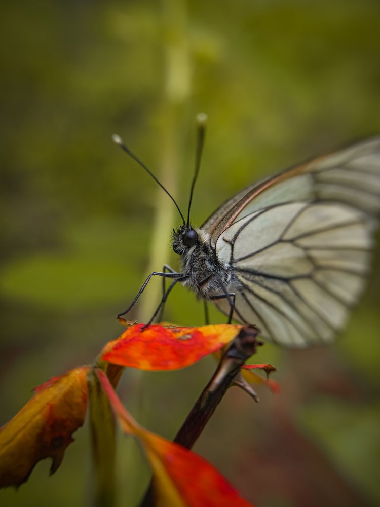 Photograph by Konstantin Martynov