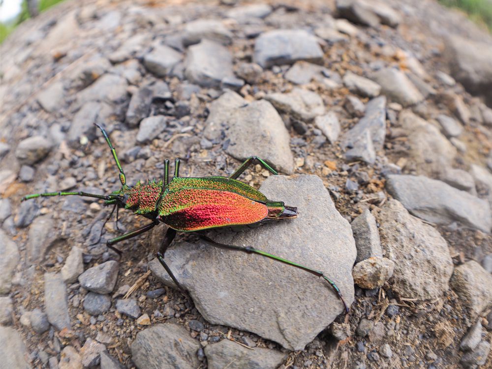 Фотография автора Camilo Rojas