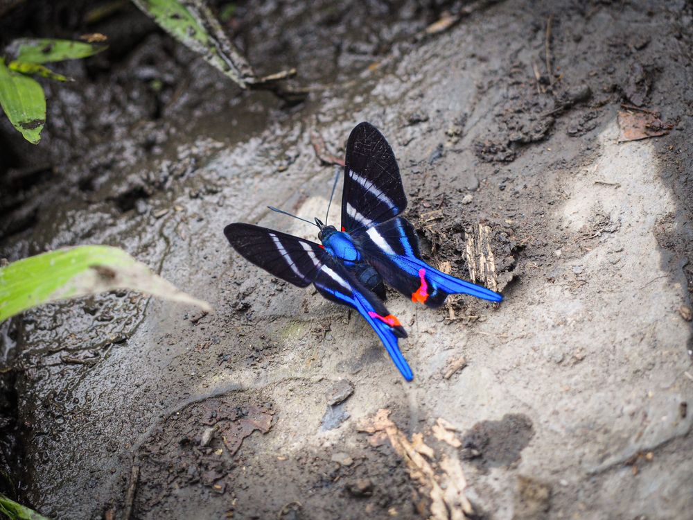 Rhetus arcius, Mariposa azul de cola larga