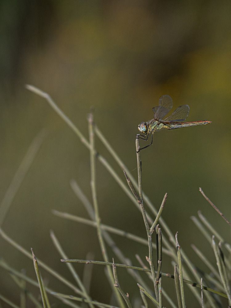 Фотография автора Доляна Горохова