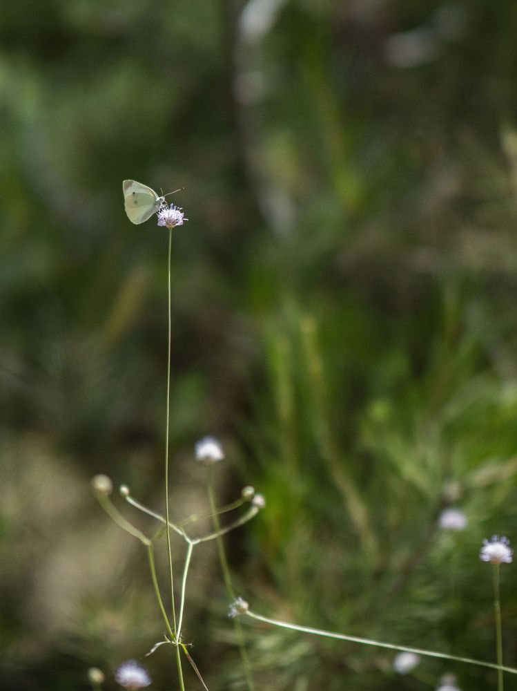 Фотография автора Доляна Горохова