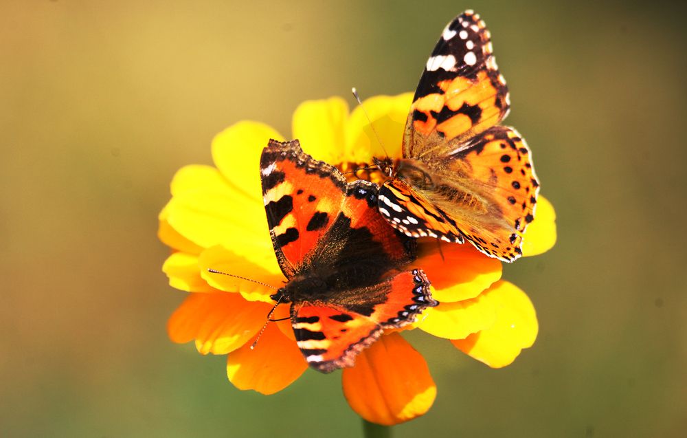 Photograph by Сергей Черных