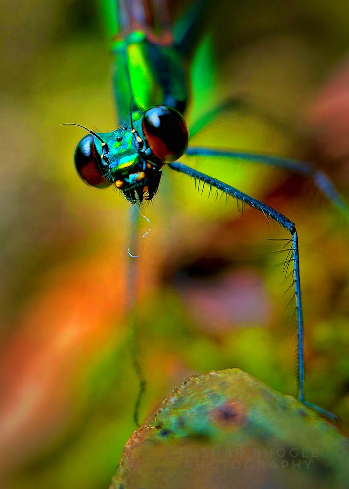 Фотография автора Tushar Bhogle