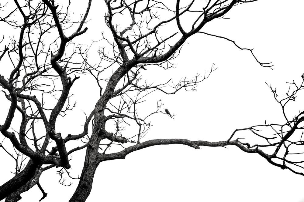 Photograph by Suthakaran Gokulananthan